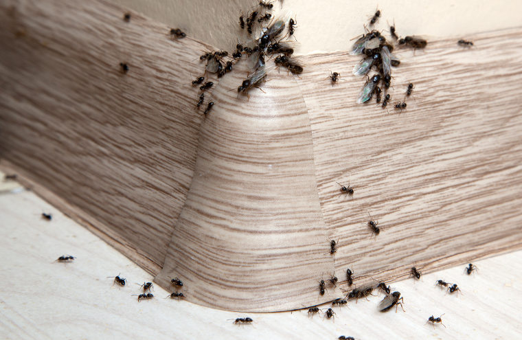 Ameisen bekämpfen mit Unikill