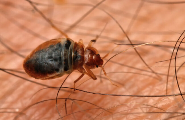 Bettwanzen bekämpfen mit Unikill