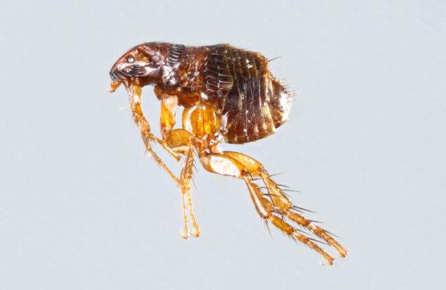 Flöhe bekämpfen mit Unikill