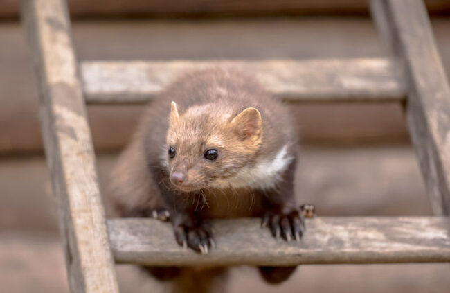 Marder bekämpfen mit Unikill
