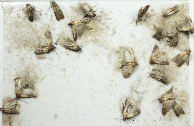 Motten bekämpfen mit Unikill