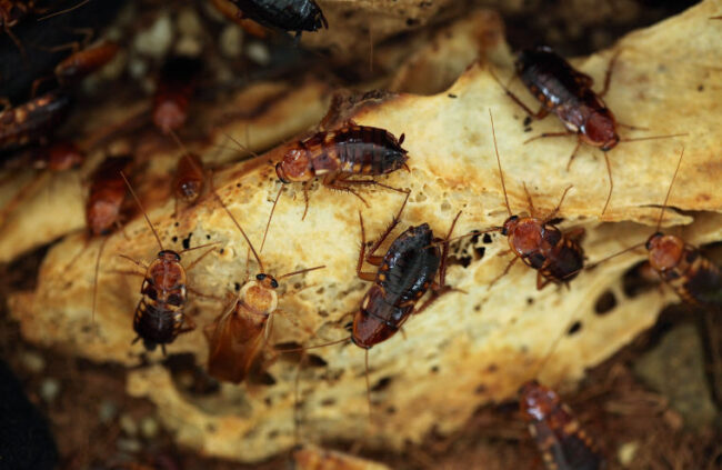 Schaben bekämpfen mit Unikill