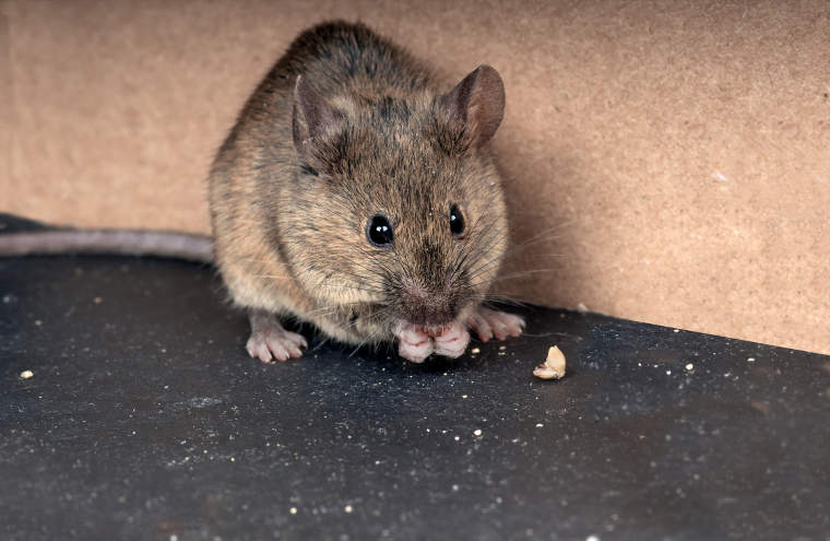 Schadnager (Mäuse/ Ratten) bekämpfen mit Unikill