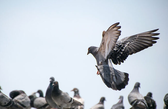 Tauben bekämpfen mit Unikill
