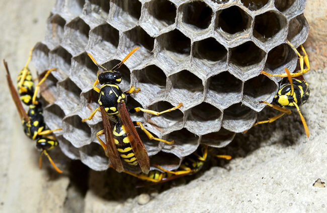 Wespen/ Hornissen mit Unikill bekämpfen